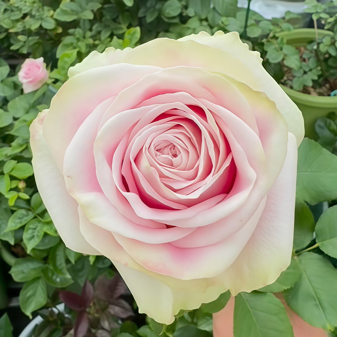 Candy Horizon Rose Plant｜糖果地平线 image 1