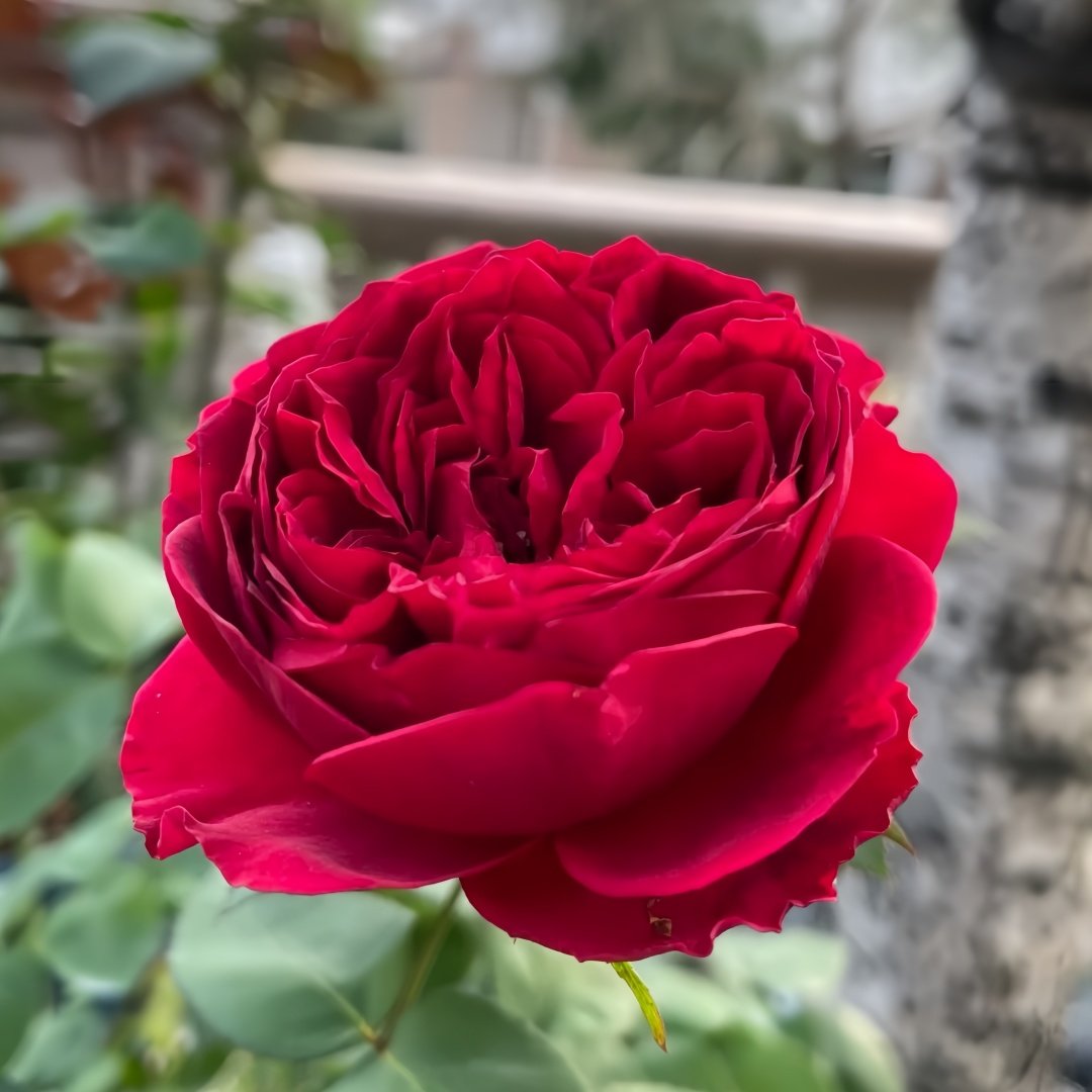 Tess Rose Plant | 苔丝 image 9