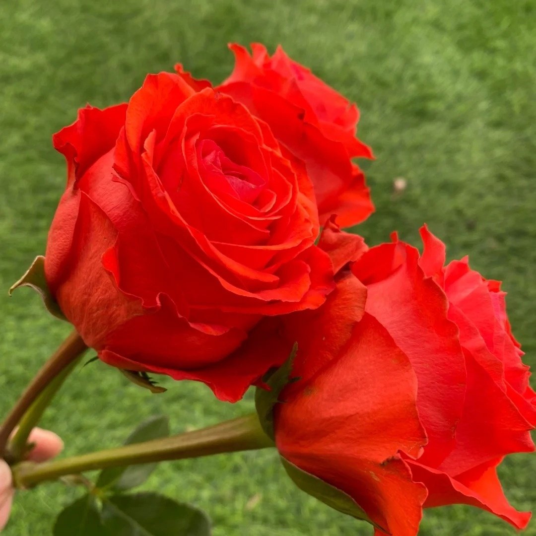 Sunset glow Rose Plant｜落霞 image 6