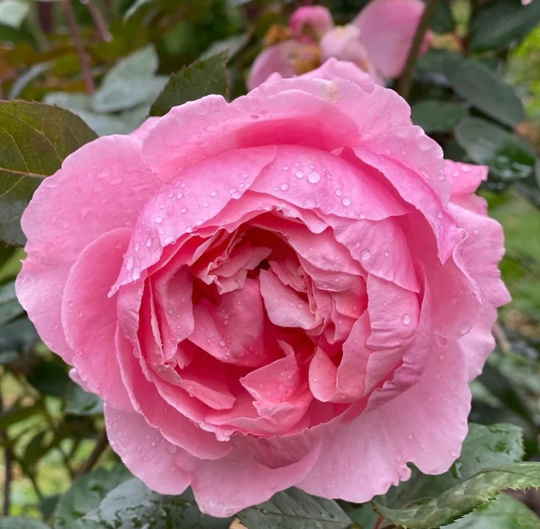 Lady Heirloom Rose Plant|女人的遗产 image 6