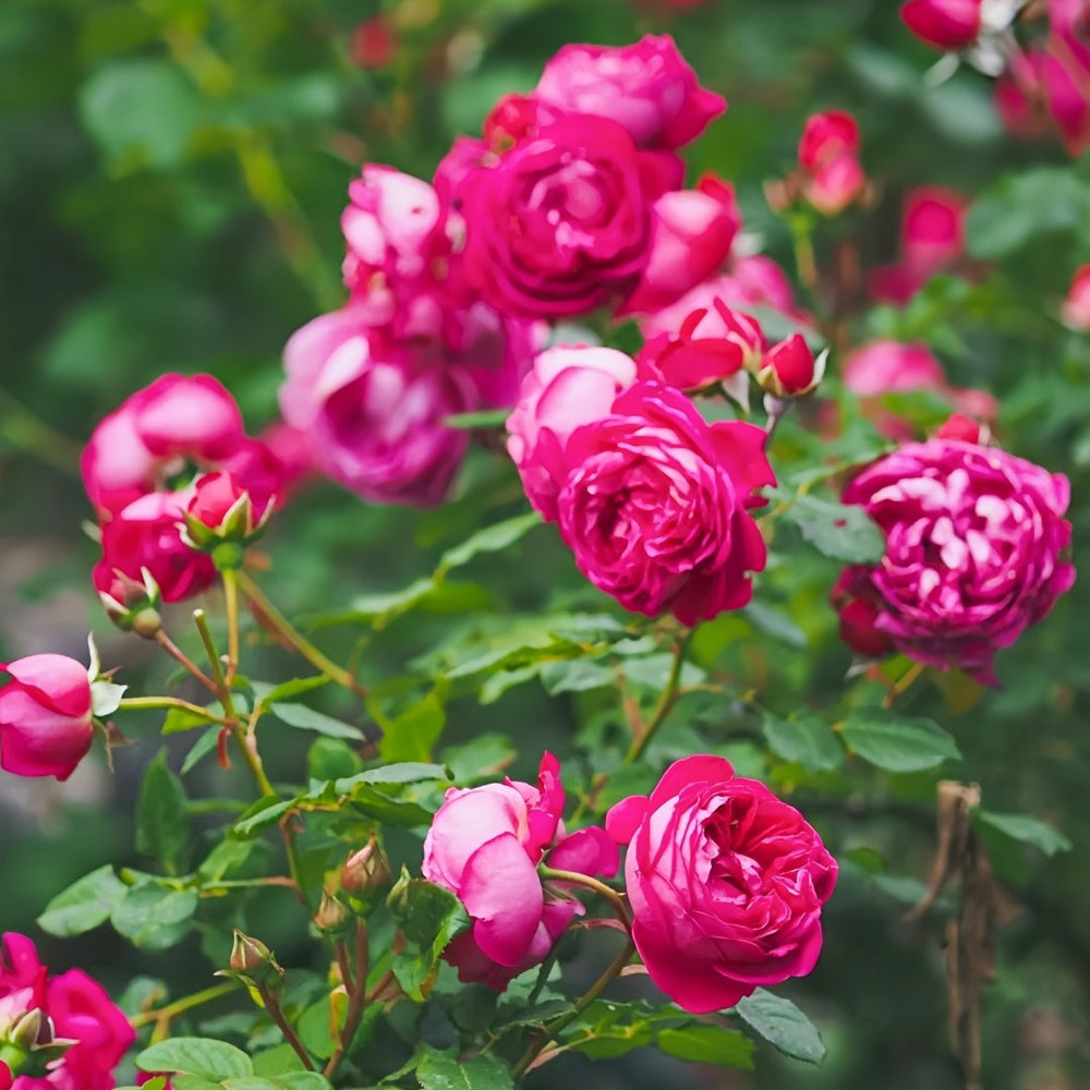 Cybelle Rose Plant｜熹蓓儿 image 6