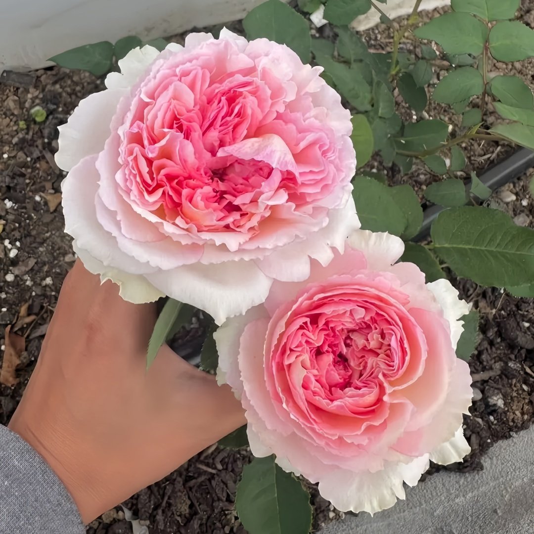 Traumerei Rose Plant | 梦幻曲 image 5