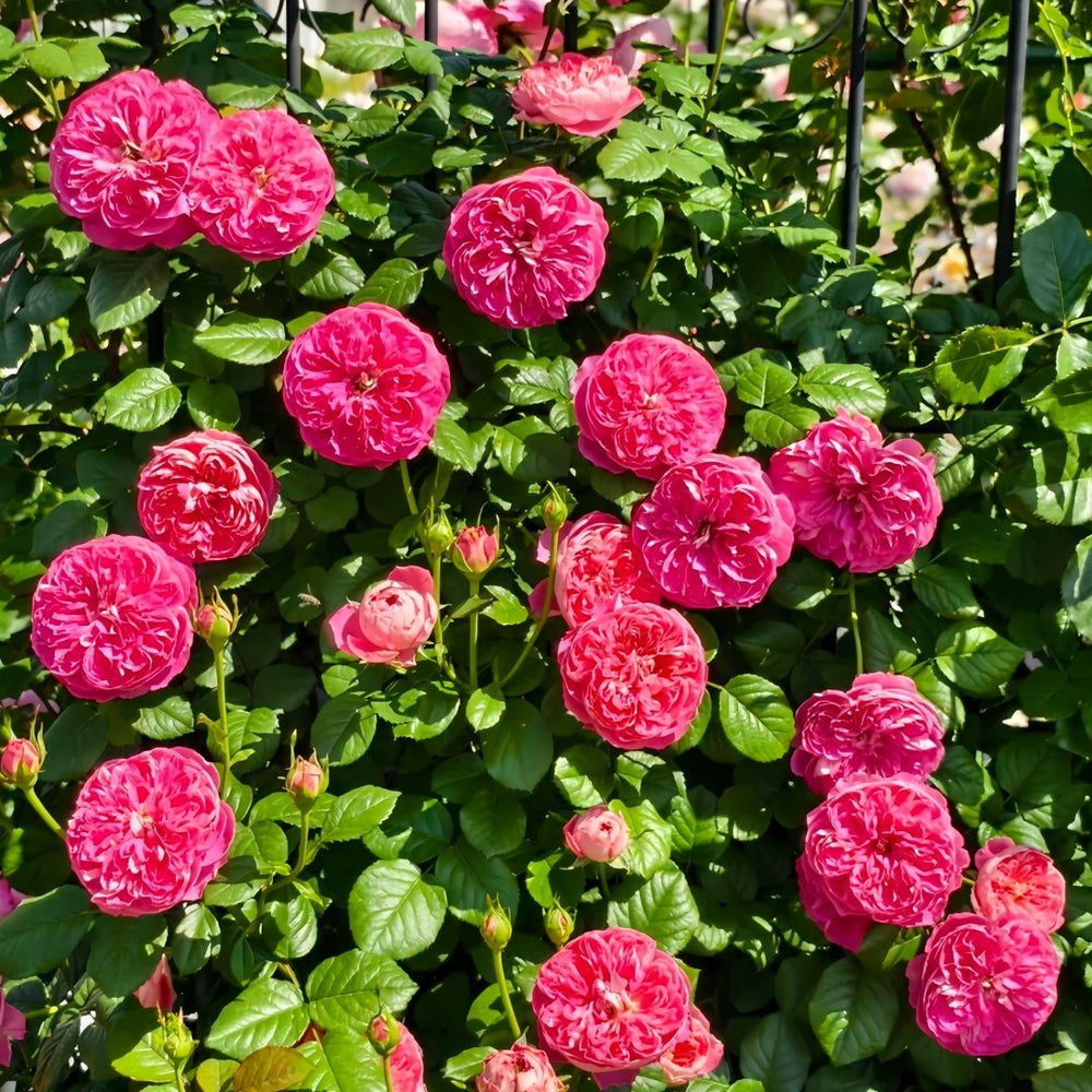 LionHeart Rose Plant|狮子心 image 5