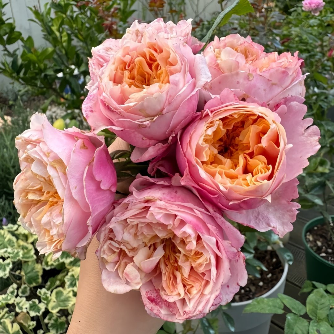 Notting Hill Rose Plant|诺丁山 image 5