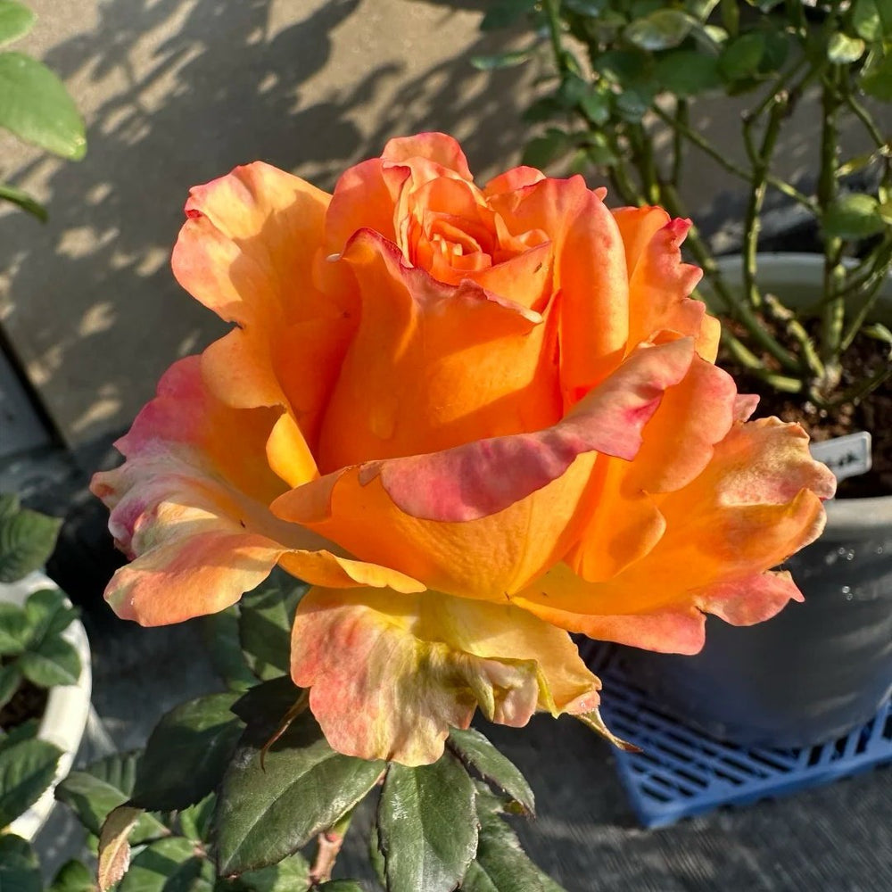 Apricot Queen Rose Plant｜杏色皇后 image 4