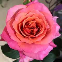Briliant Rose Plant|辉煌 image 0