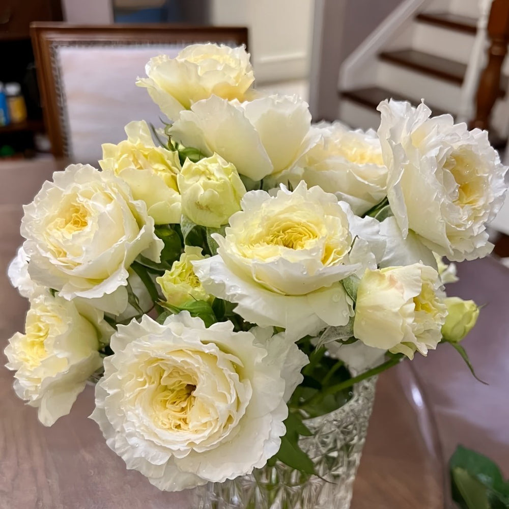Patience Rose Plant｜耐心 image 9