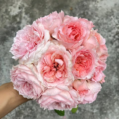 Anne-sophie Pic Rose Plant|安索菲比克 image 3
