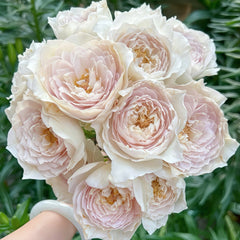 Milky Pearl Rose Plant｜珍珠牛乳 image 0