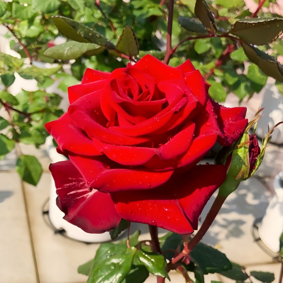 Plateau Red Rose Plant|高原红 image 4