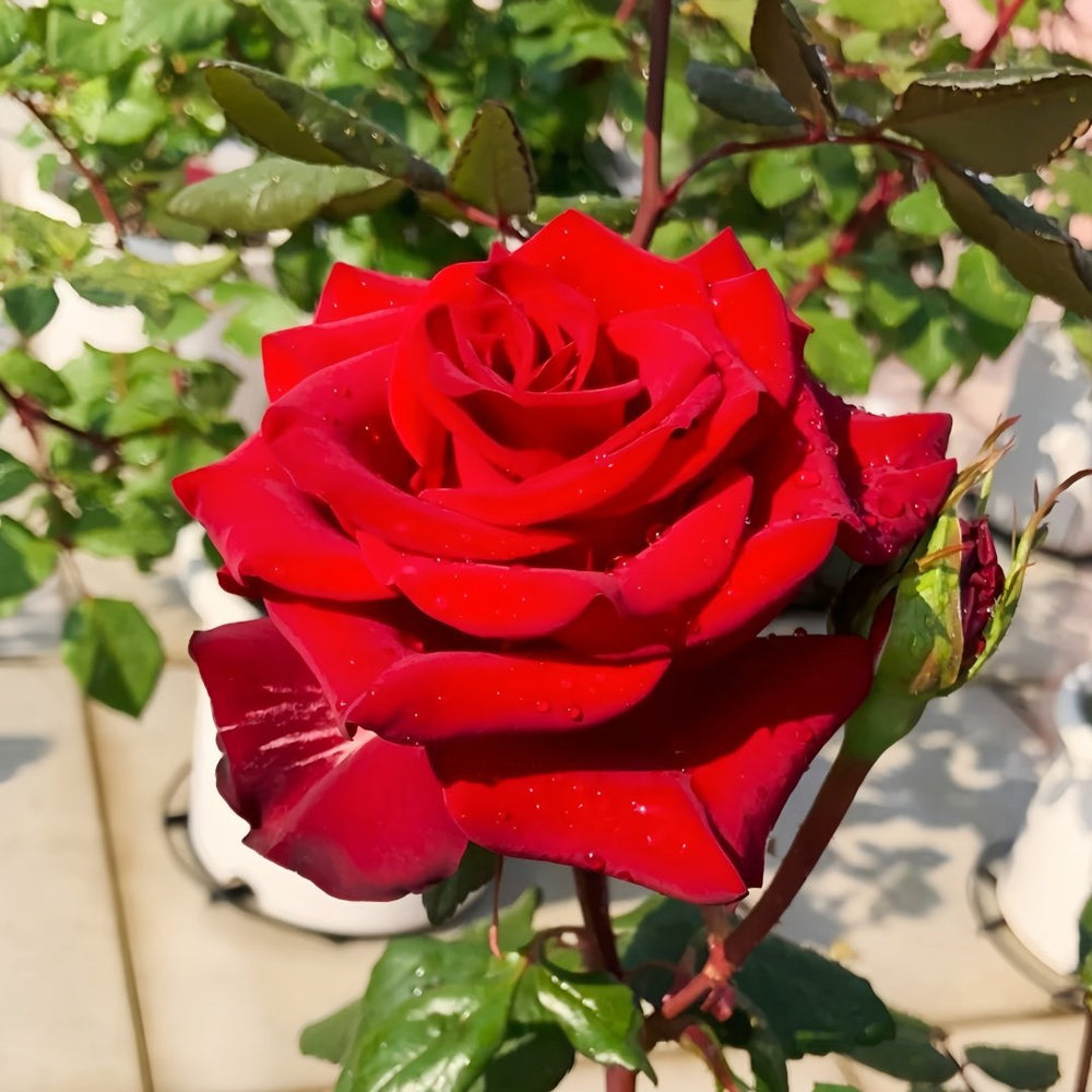 Plateau Red Rose Plant|高原红 image 4