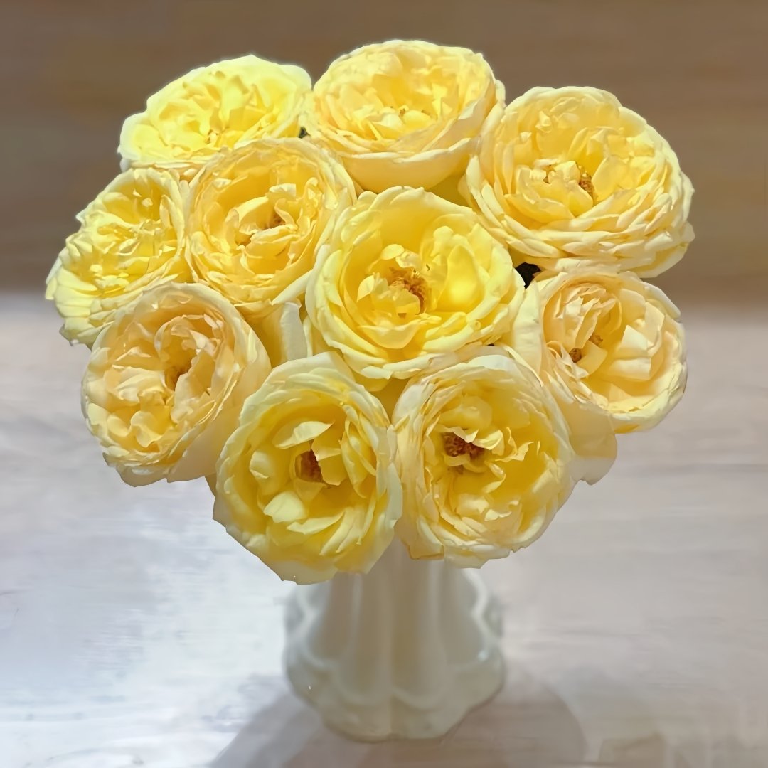 Ivory Yves Piaget Rose Plant|象牙伊芙伯爵 image 3