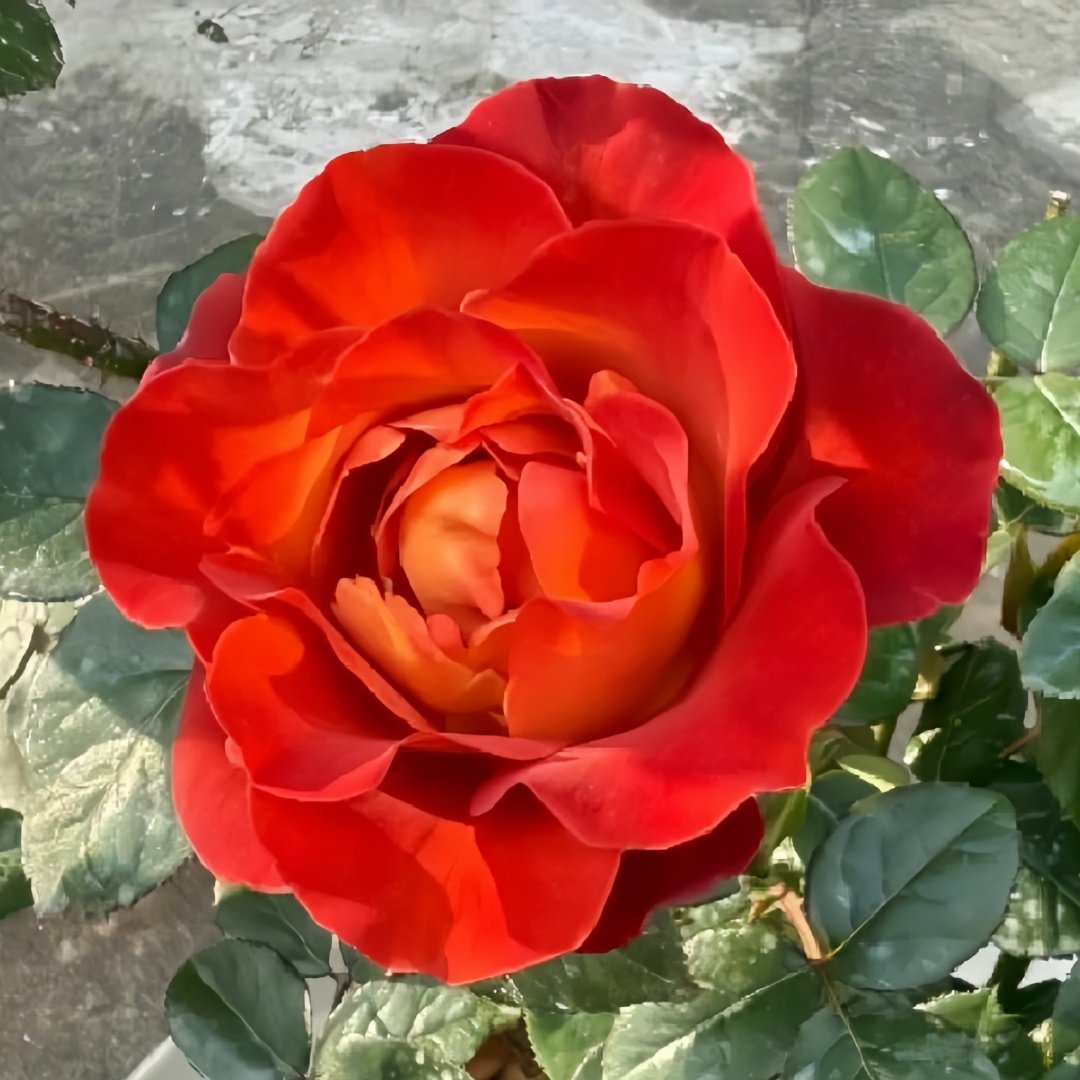 Coffee Break Rose Plant|休憩/咖啡时间 image 0