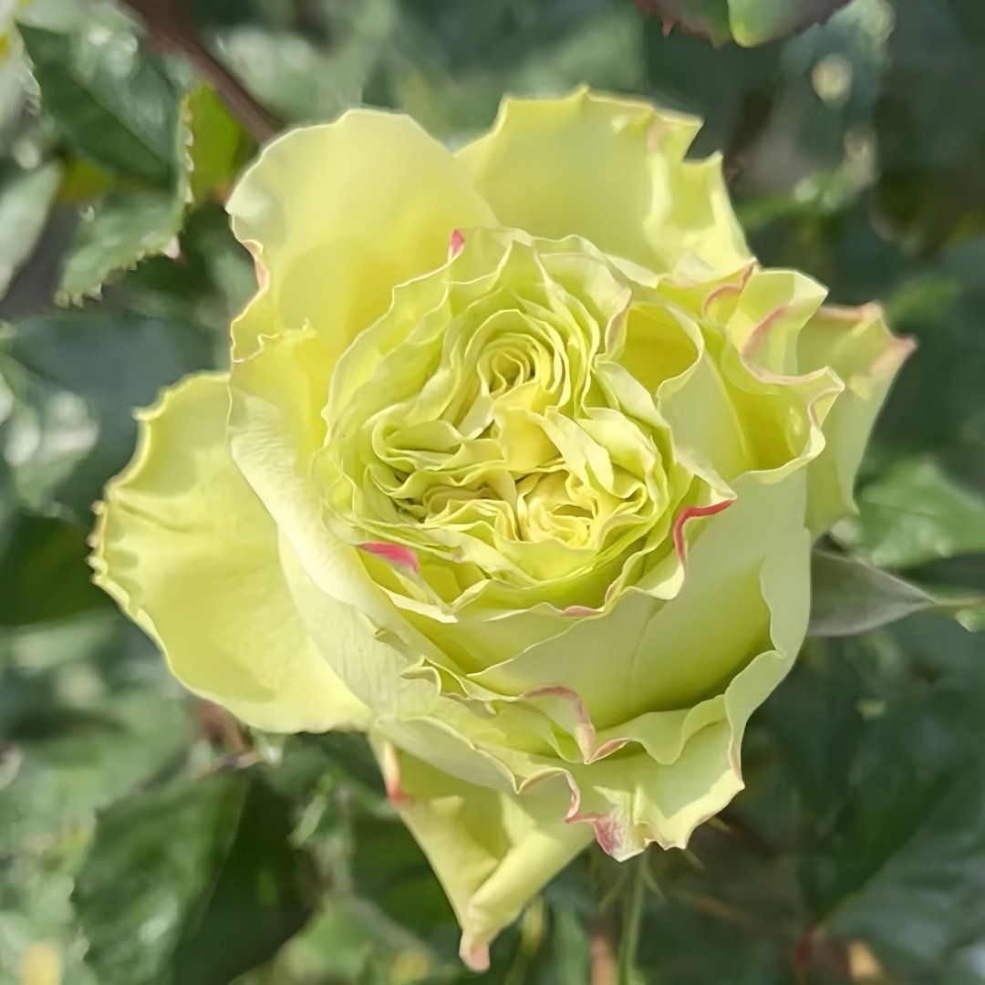 Matcha Rose Plant｜抹茶 image 6