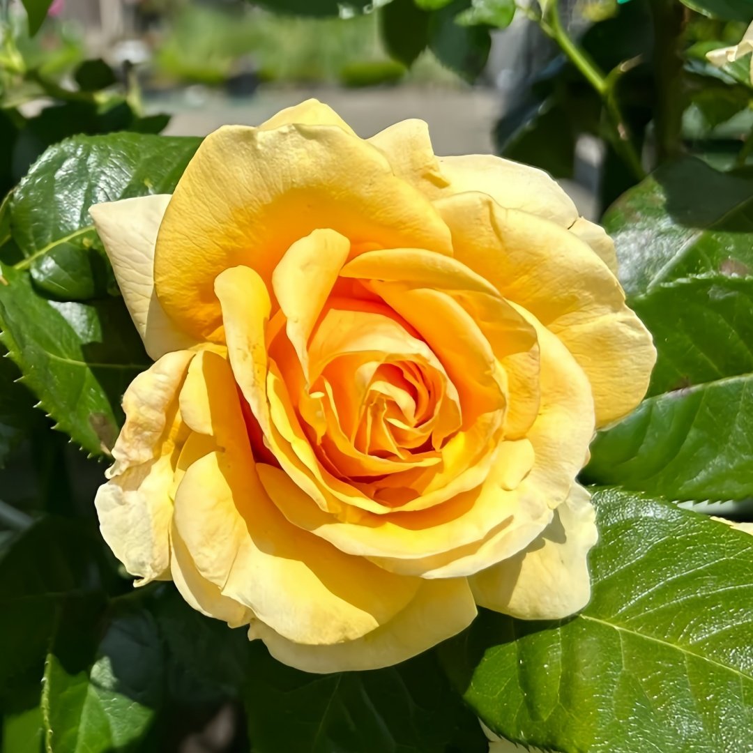 Saint Tropez Rose Plant | 圣特罗佩 image 0
