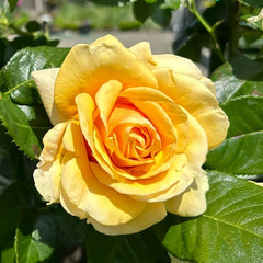 Saint Tropez Rose Plant | 圣特罗佩 image 0