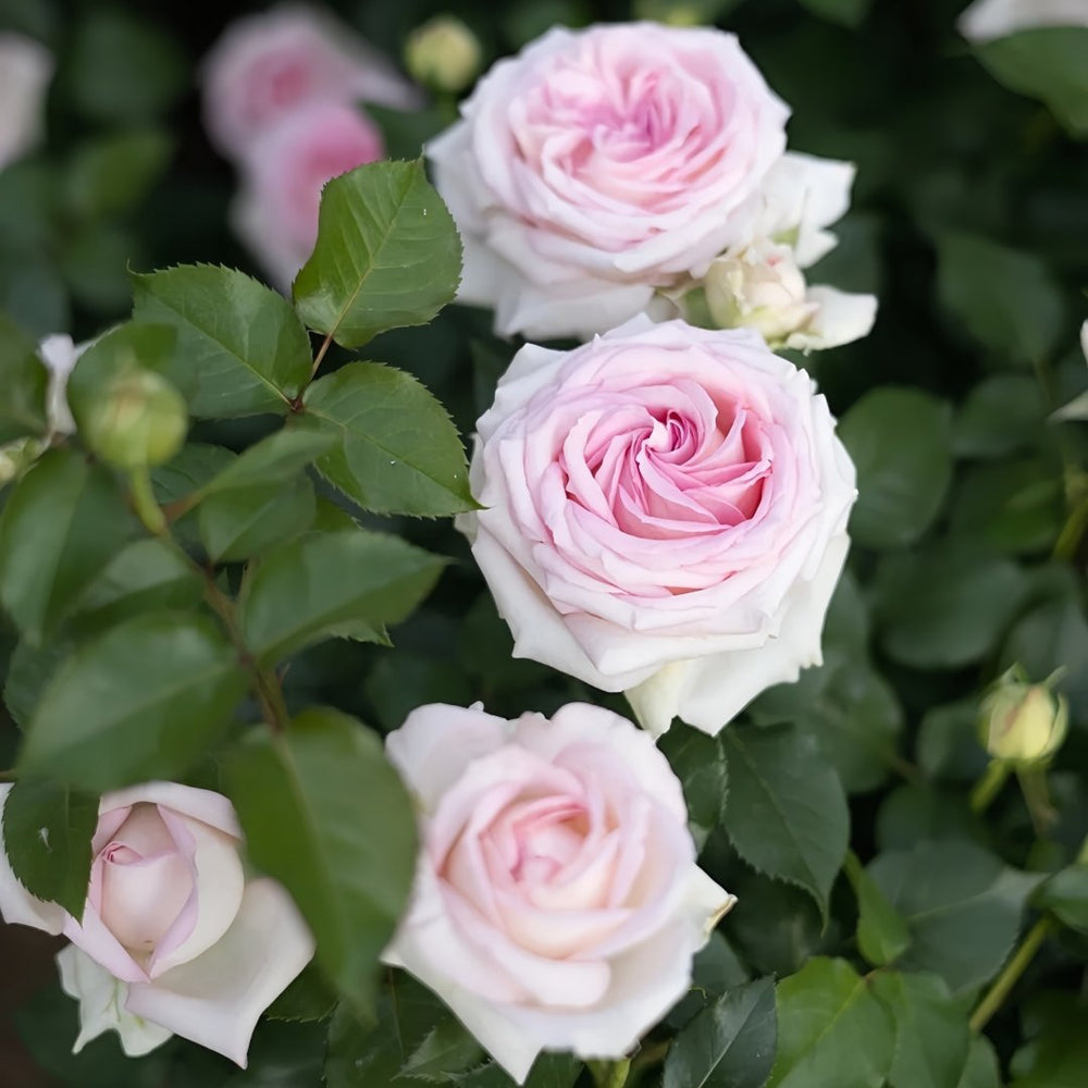 Ragazza Rose Plant|米兰少女 image 5