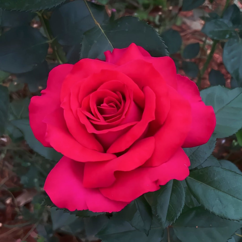 Belles Rives Rose Plant｜美人丽芙 image 2