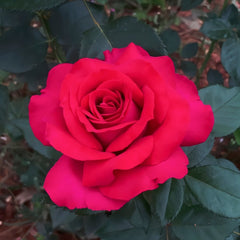 Belles Rives Rose Plant｜美人丽芙 image 2