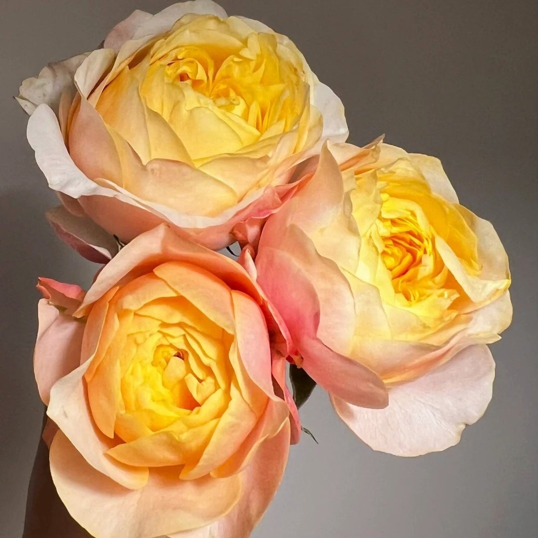 Teresa Rose Gulya Rose Plant｜特蕾莎 image 5