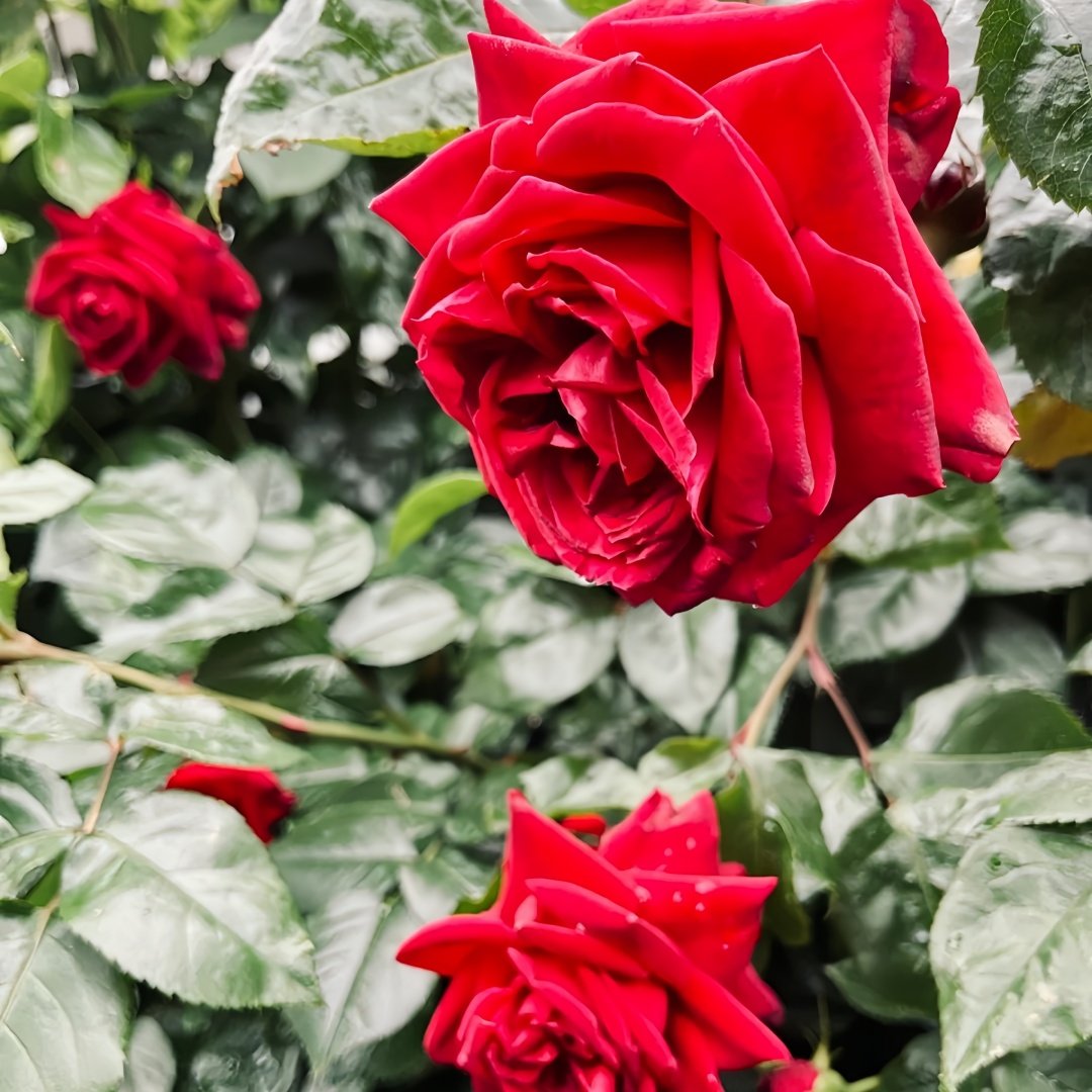 Republique de Montmartre Rose Plant｜蒙马特共和国 image 5