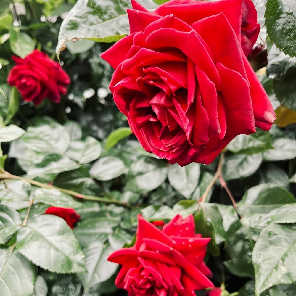Republique de Montmartre Rose Plant｜蒙马特共和国 image 5