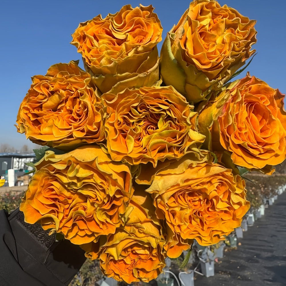 Copper Kiss Rose Plant|铜吻 image 9