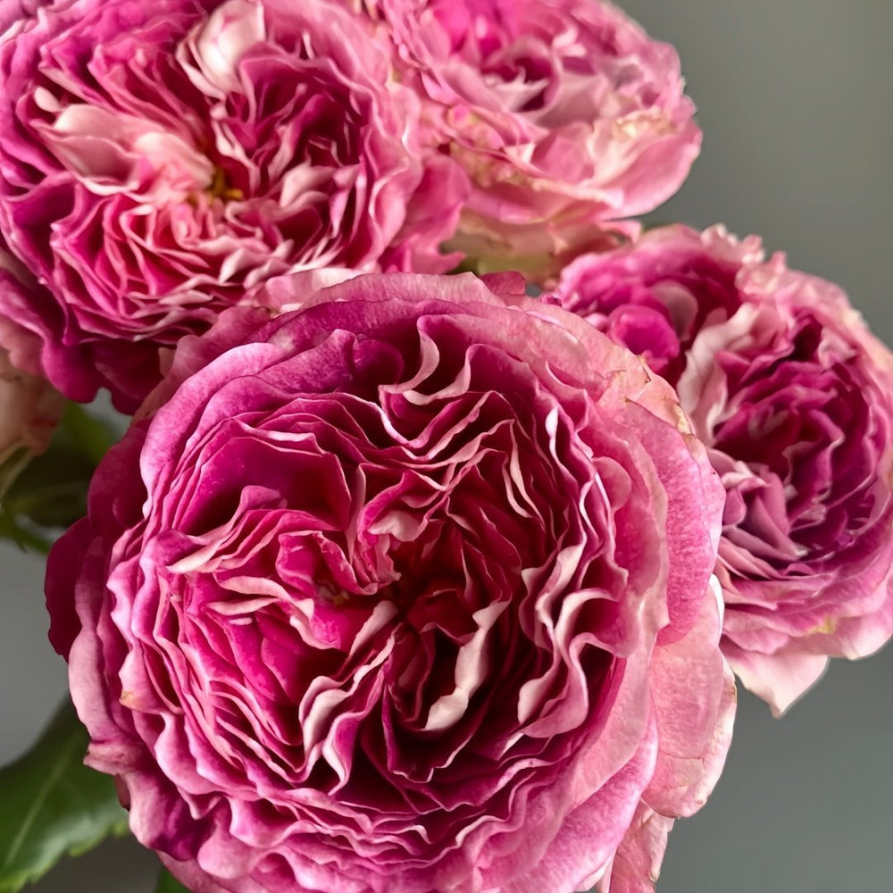 Dory Rose Plant|多莉 image 6