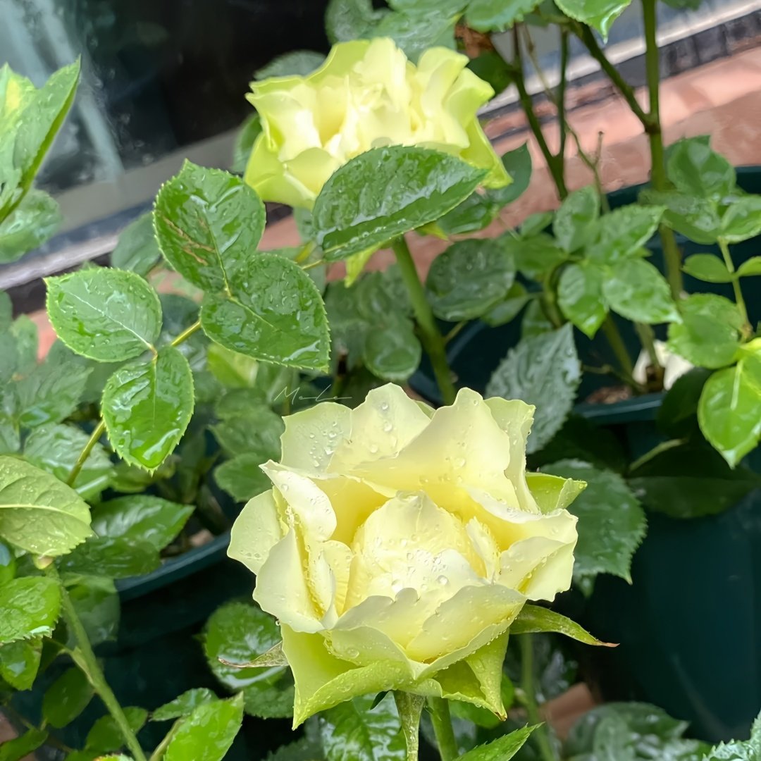 Green Planet Rose Plant|绿色行星 image 4