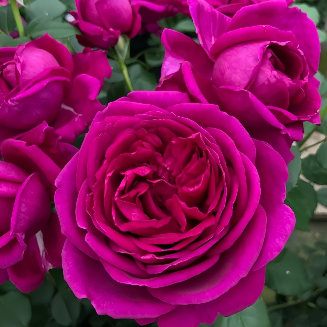Fur Elise Rose Plant｜致爱丽丝 image 3