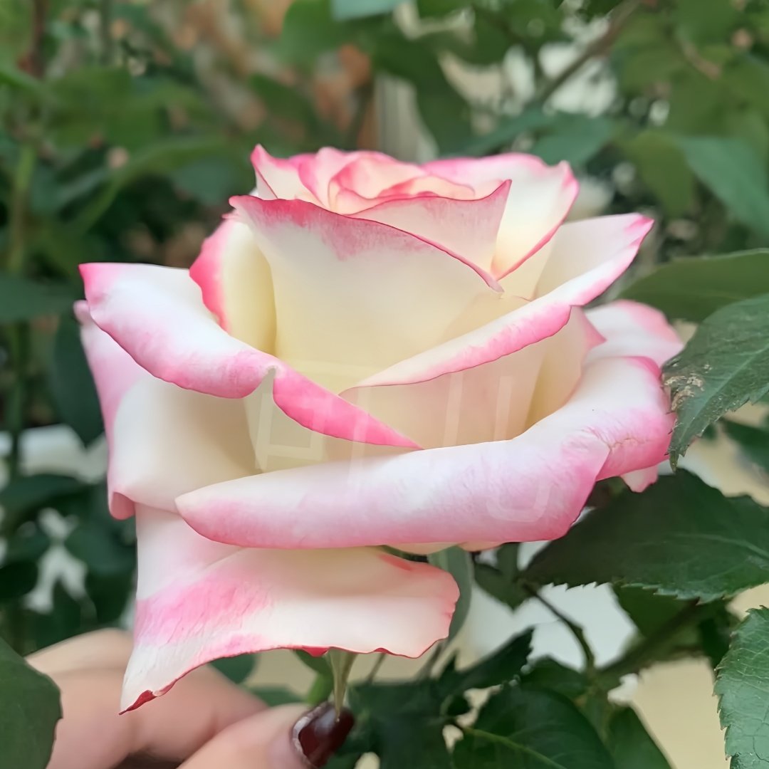 Sweet Berry Rose Plant｜二重奏 image 4