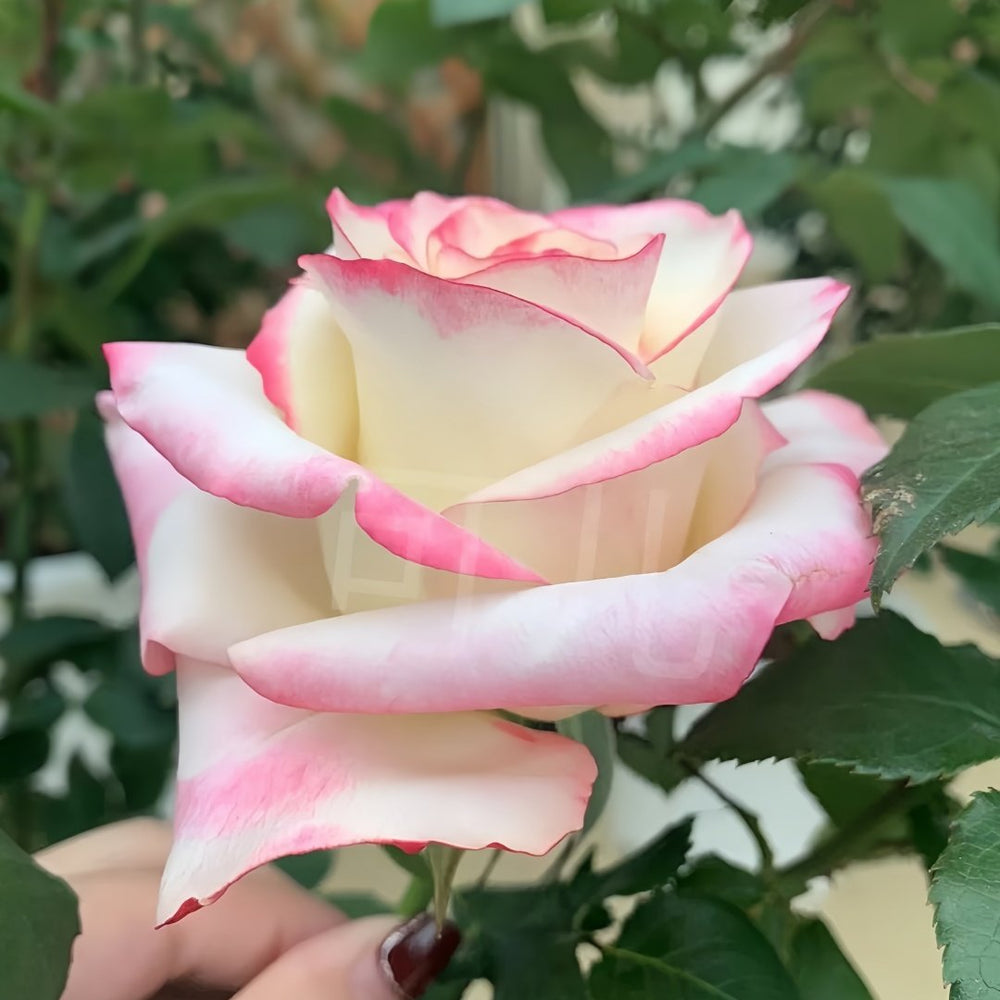 Sweet Berry Rose Plant｜二重奏 image 4