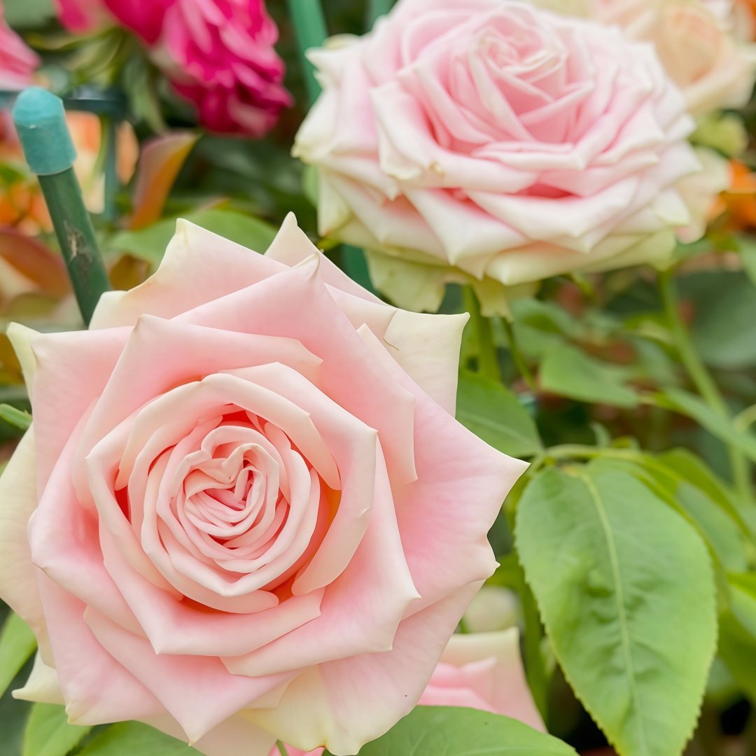Candy Horizon Rose Plant｜糖果地平线 image 4