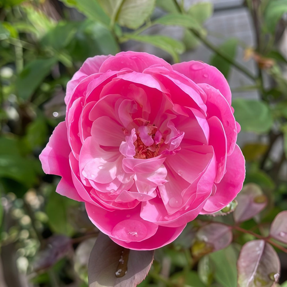 Momoka Rose Plant｜桃香 image 4