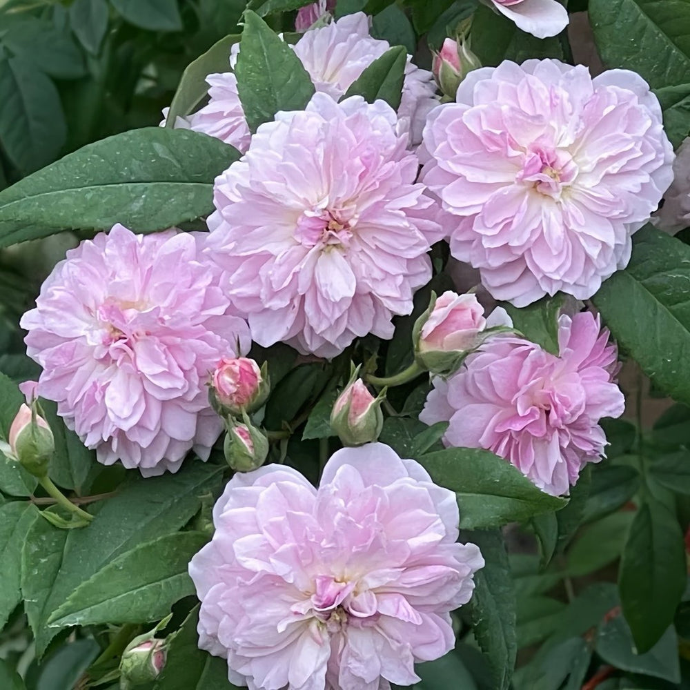 Romantic Siluetta Rose Plant|浪漫剪影 image 1