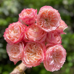 Xiaoliwo Rose Plant | 小梨涡 image 1