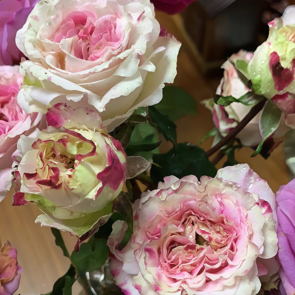 Dolce Summerhouse Rose Plant|道斯山庄/恋恋琴声 image 6