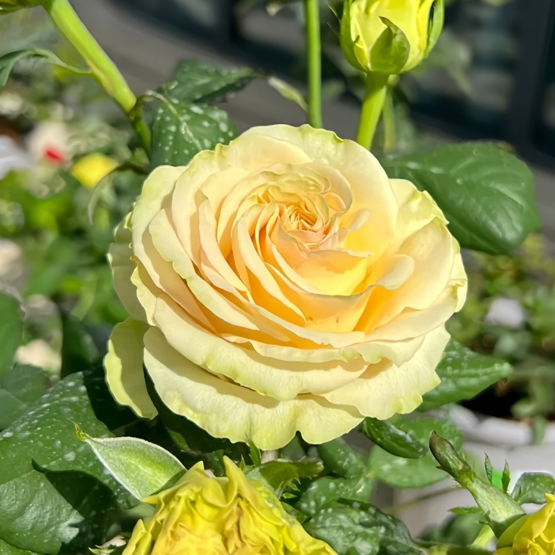 Dynamic Rose Plant|琉璃翠 image 4