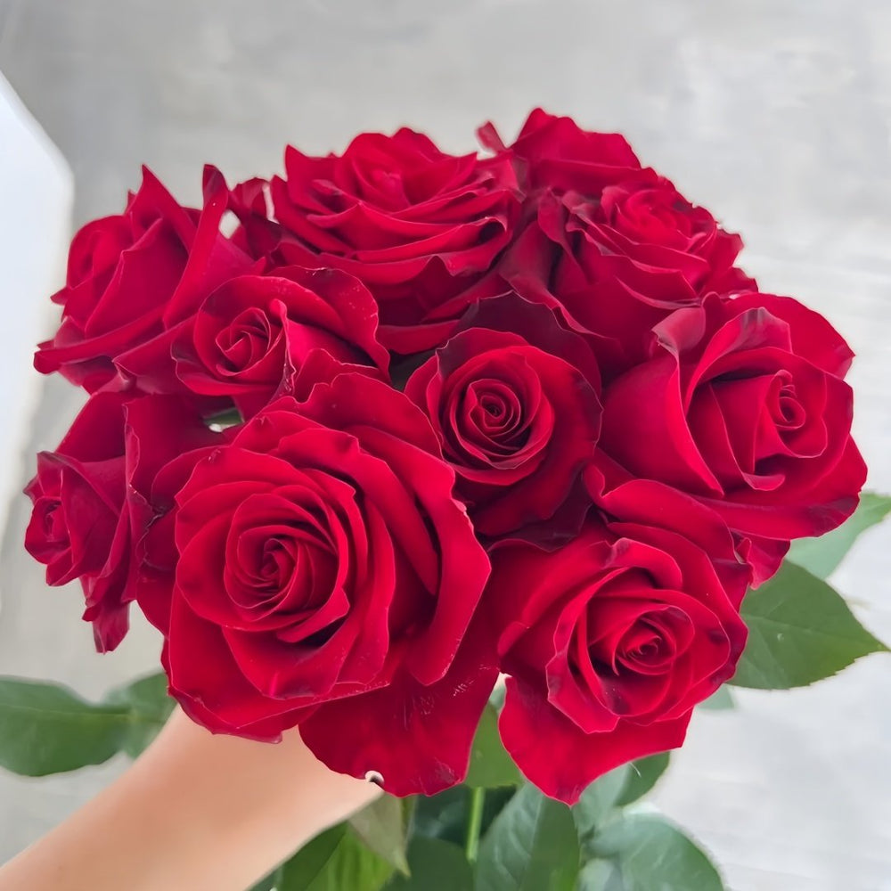 Hallelujah Rose Plant|哈利路亚 image 1