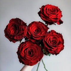 Cola Rose Plant | 可乐 image 0