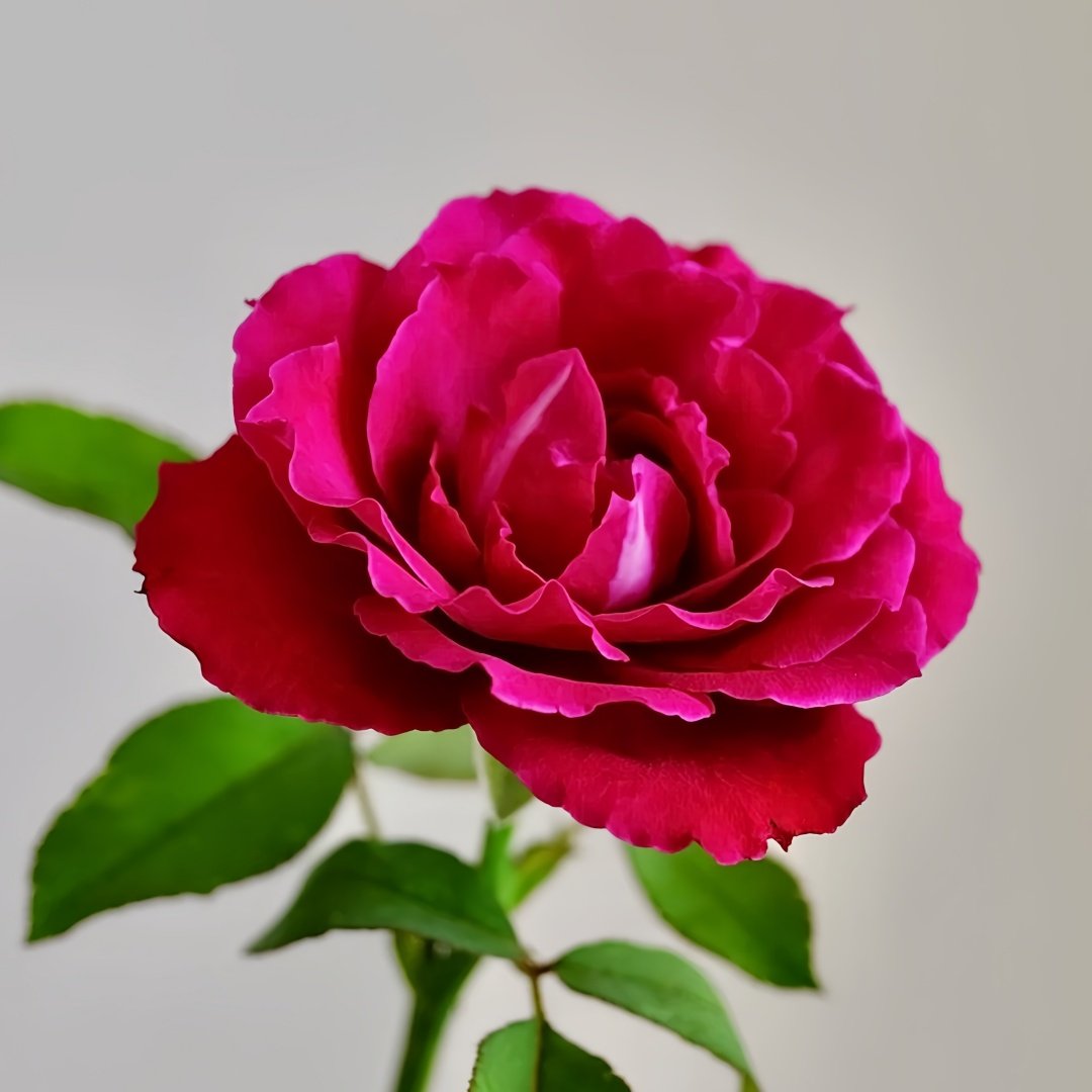 Yves Lorio Rose Plant｜伊芙红宝石伯爵 image 2