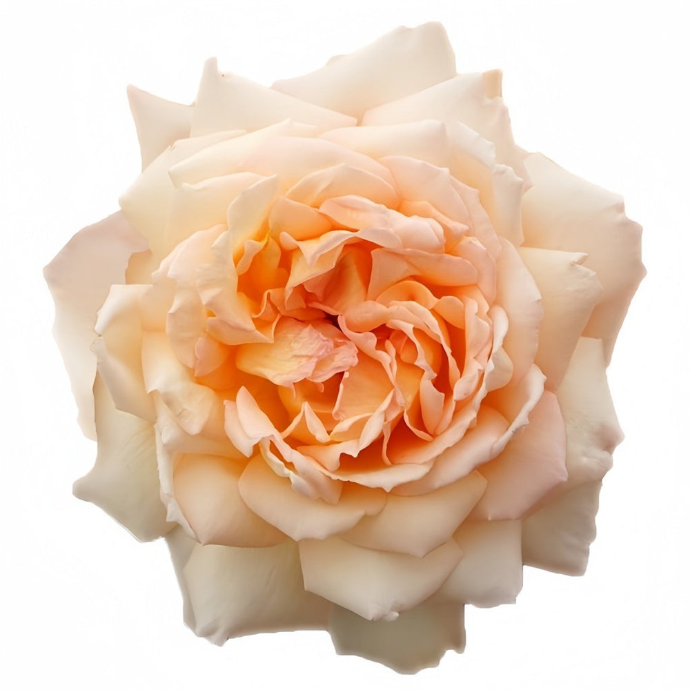 Princess Holly's Hope Rose Plant|霍莉公主的希望 image 1