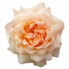 Princess Holly's Hope Rose Plant|霍莉公主的希望 image 1