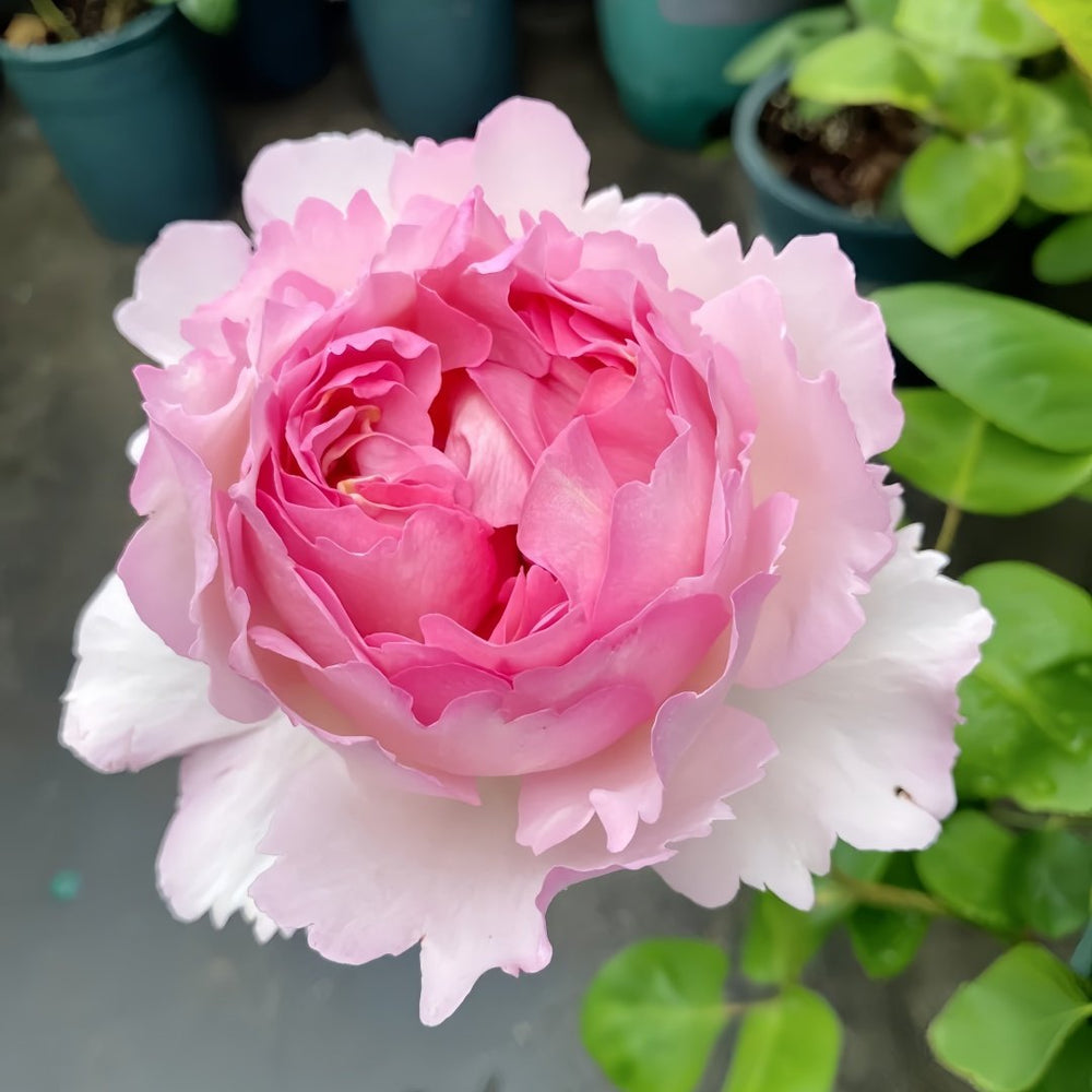 Fragrance of Fragrances Rose Plant｜伊芙魂之香水 image 0