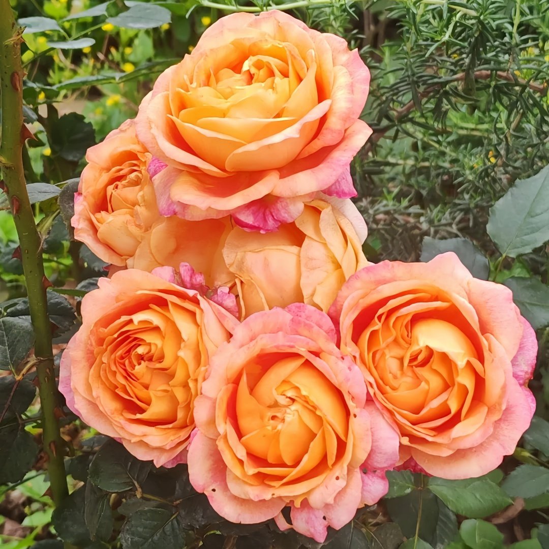 Fire X-pression Rose Plant｜大花美人 image 8