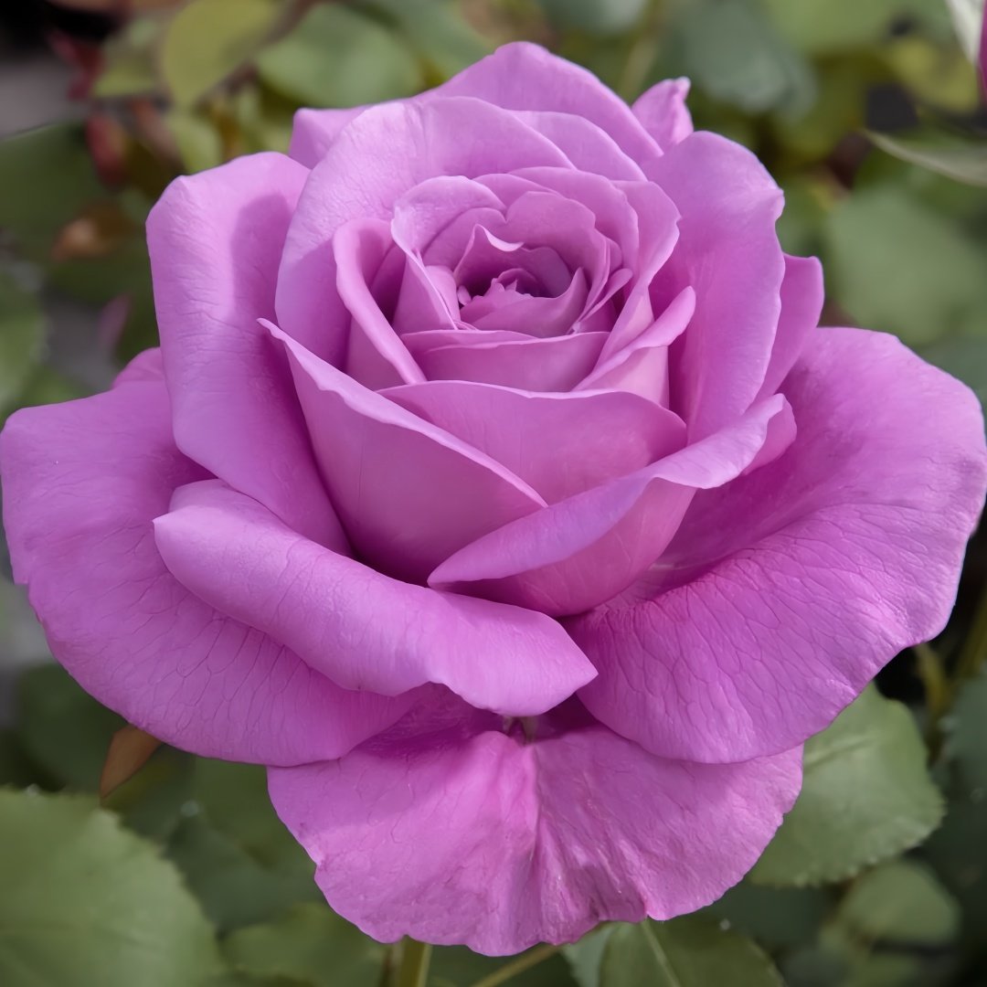 Claude Brasseur Rose Plant｜克劳德布拉瑟 image 6