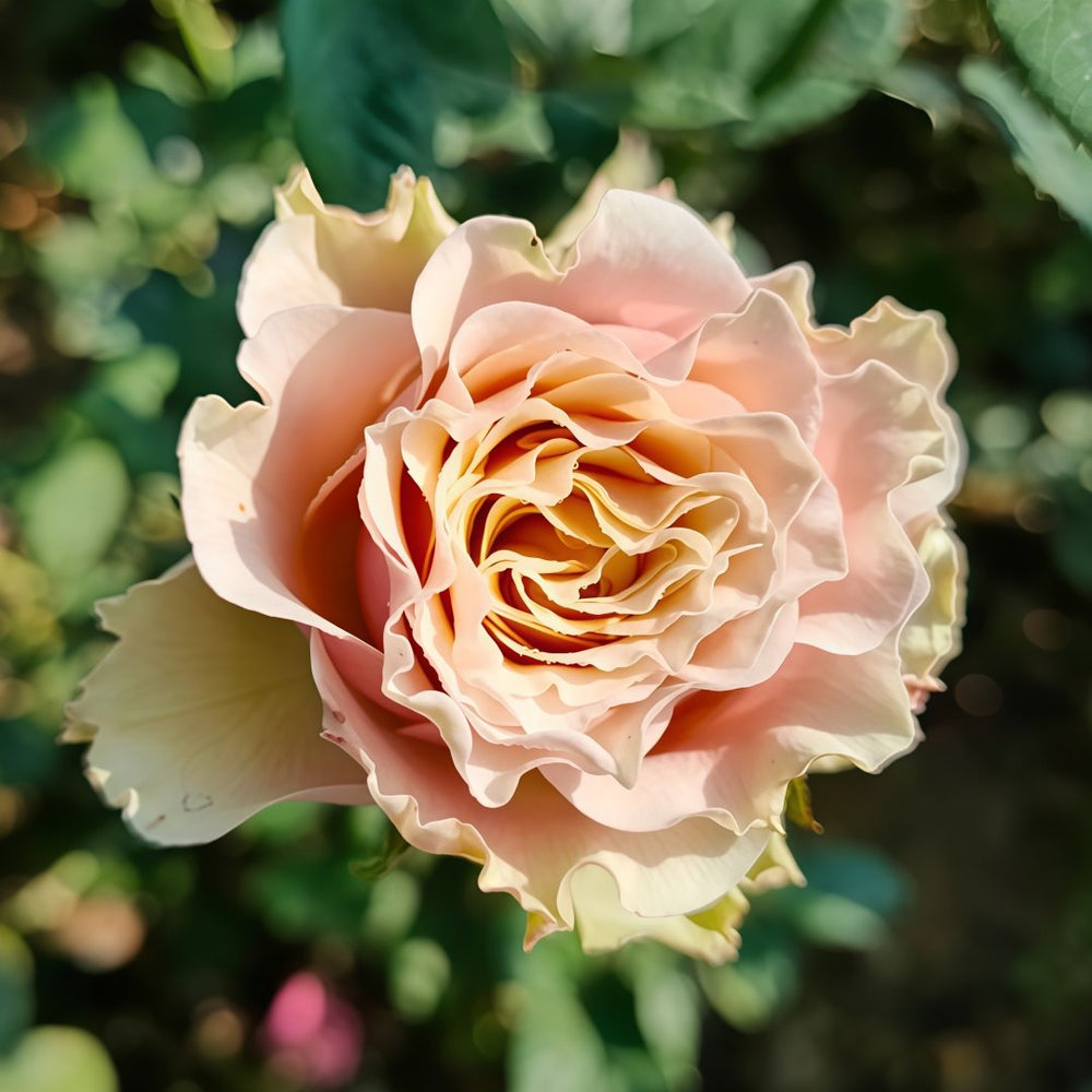 Mabella Rose Plant | 玛贝拉/猛犸 image 4