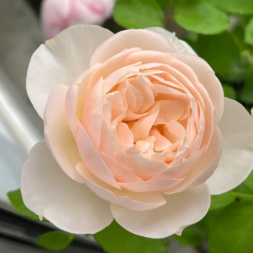 The Shepherdess Rose Plant|牧羊女 image 1