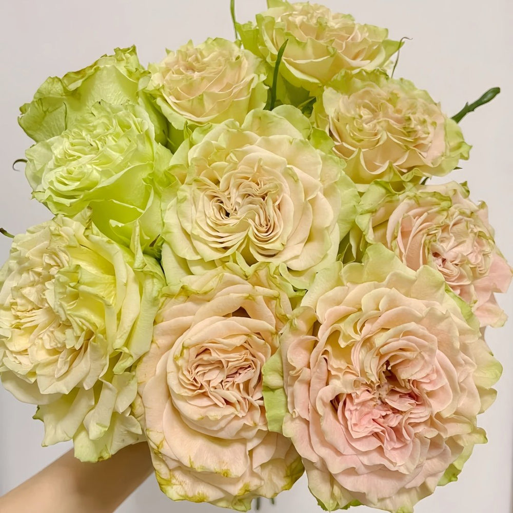 Shangguan Wan'er Rose Plant|上官婉儿 image 2