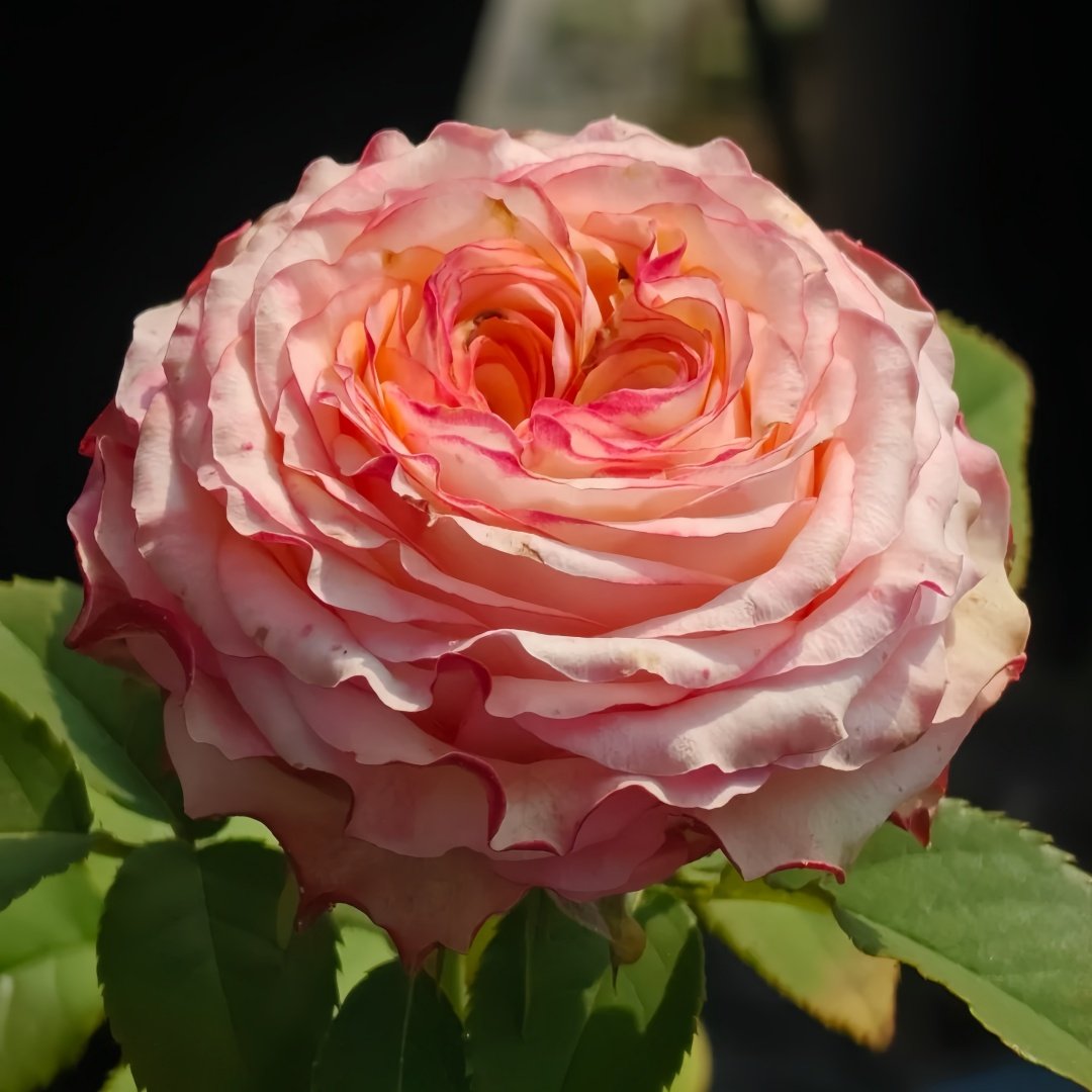 Country Spirit House Rose Plant ｜乡村雅舍 image 2